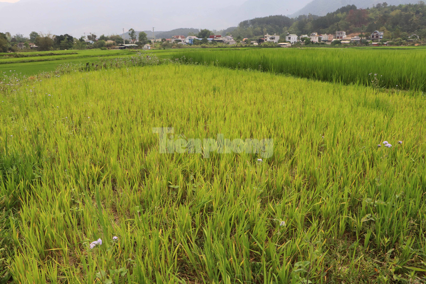 Xã Mường Than, huyện Than Uyên có gần 70ha diện tích lúa bị ảnh hưởng do khô hạn kéo dài.