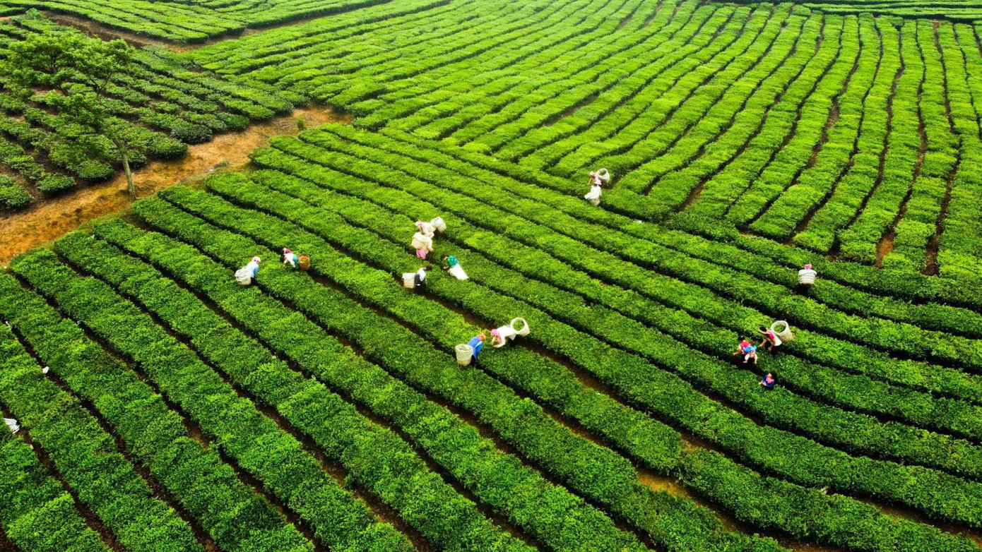 Đồi chè xanh mướt Tân Uyên là điểm tham quan miễn phí cho những ai yêu thích và tận hưởng phong cảnh miền sơn cước.
