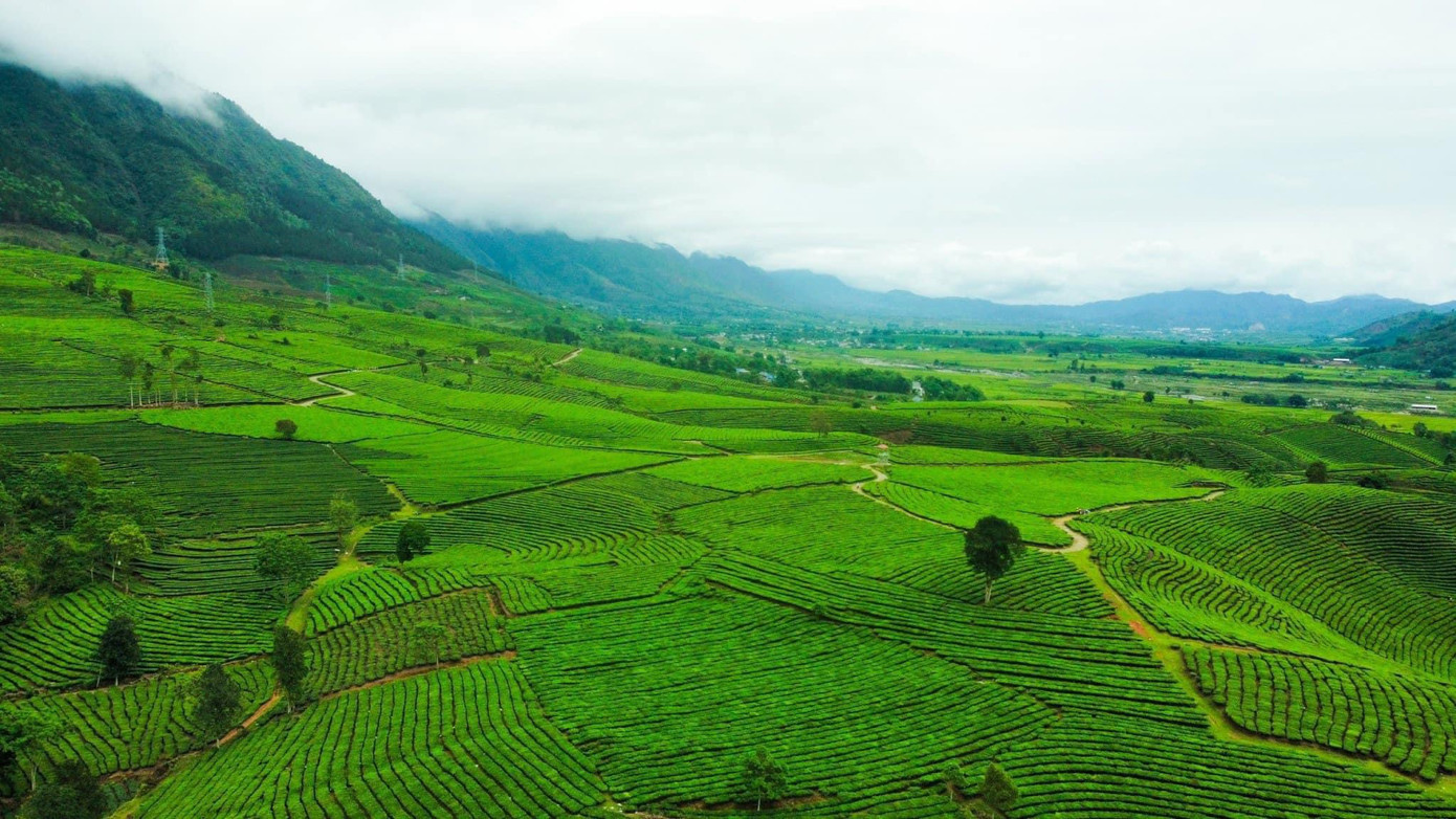 Một góc đồi chè Tân Uyên nhìn từ trên cao xuống.