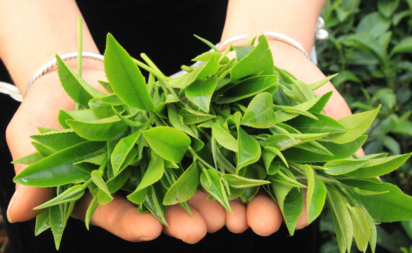 Chè Tân Uyên được thị trường ưa chuộng bởi búp chè non và nước uống đậm vị.