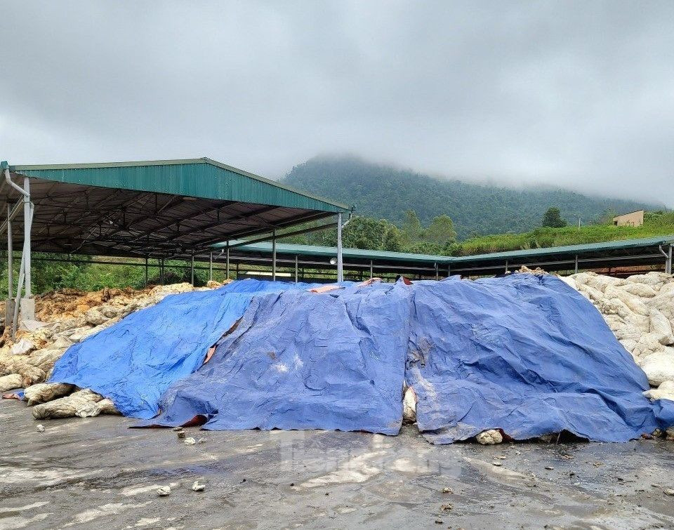 Mủ cao su được tập kết thành đống trong nhà máy. Mủ cao su được tập kết thành đống trong nhà máy.