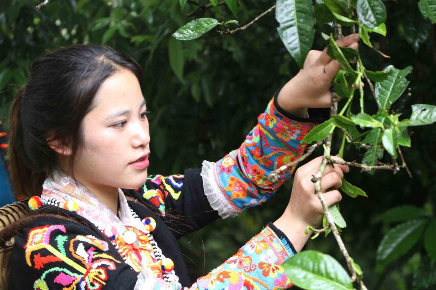 Trung bình một ngày, một người dân thu hái chè được từ 200-300 nghìn đồng trở lên. Giá bán các loại trà dao động từ 2-3 triệu đồng/kg trà khô. Ngoài Hợp tác xã Biên Cương, hiện nay Phong Thổ còn có Hợp tác xã Xín Chải của xã Hoang Thèn, Hợp tác xã Sì Lở Lầu cũng tích cực tham gia chuỗi sản xuất trà cổ thụ với nhiều sản phẩm như trà xanh, trà đỏ, trà hồng.