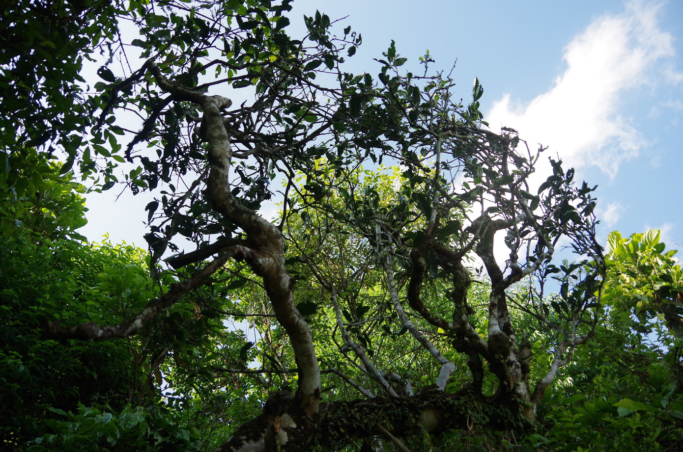 Mồ Sì San là xã vùng cao của huyện Phong Thổ với 90% dân số là đồng bào dân tộc Dao sinh sống. Toàn xã hiện có khoảng 1.700 cây chè Shan tuyết cổ thụ, gốc bé nhất đường kính khoảng 30cm, gốc lớn nhất hai vòng tay người lớn ôm không hết. Đây là “báu vật” mà thiên nhiên ban tặng cho người dân xã Mồ Sì San.