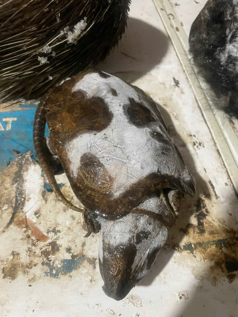 Tang vật vụ án. Tang vật vụ án.