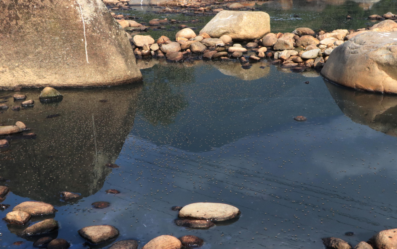 Theo các hộ dân sinh sống cạnh dòng Nậm Dê, trước đây, nguồn nước Nậm Dê trong xanh, bà con thường xuyên ra suối tắm giặt. Kể từ khi các cơ sở chế biến dong riềng hoạt động, dân không dám ra suối tắm giặt nữa, bởi dòng nước đã đổi màu đen bốc mùi hôi thối ảnh hưởng lớn đến cuộc sống, sinh hoạt.