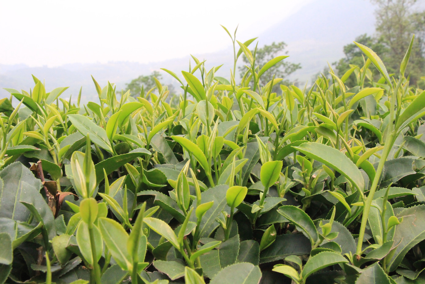 Những búp chè xanh non vươn mình trong nắng.