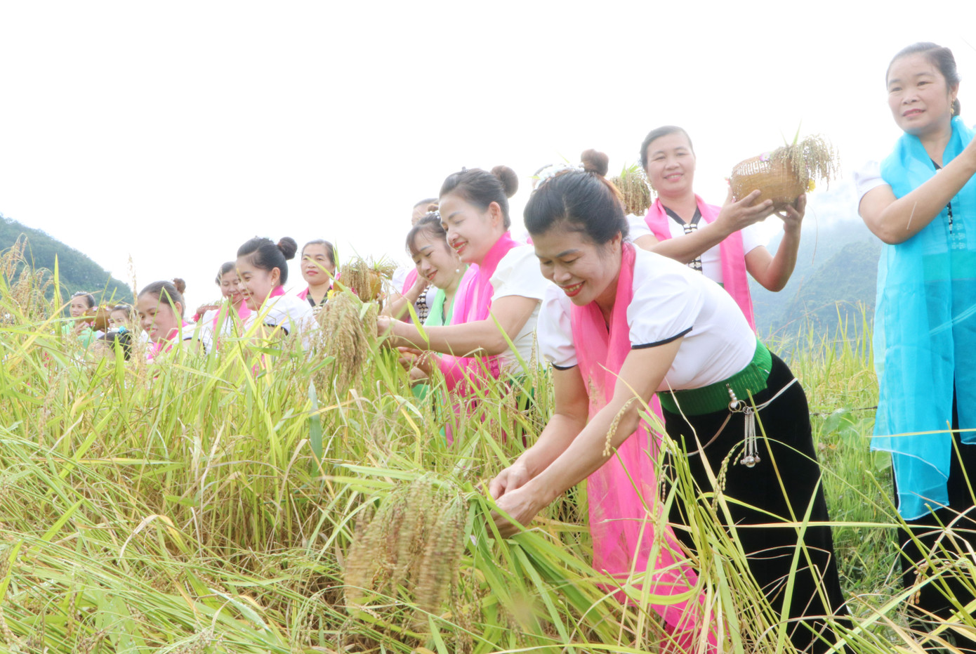 Khi hái lúa dùng cho nghi lễ phải hái cả bông lúa và lá lúa. Có như vậy hồn lúa mới hài lòng và thể hiện sự biết ơn Thần Nông đã bảo vệ cây lúa trổ bông tươi tốt.