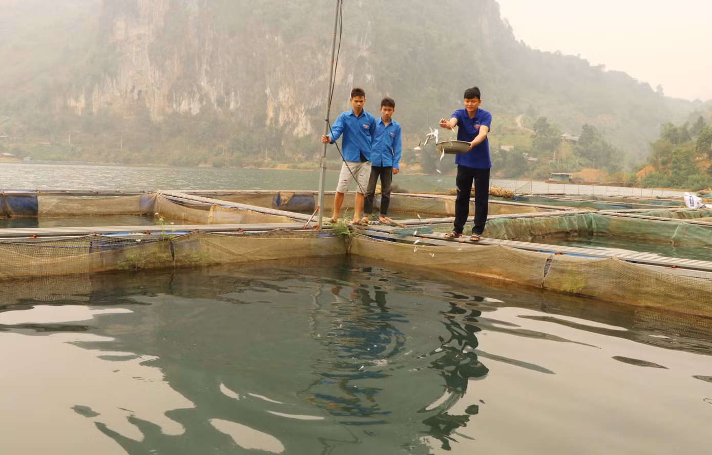 Sau hơn 6 năm khởi nghiệp, mô hình nuôi cá lồng của anh Lường Văn Chùm ở xã Ta Gia, huyện Than Uyên (Lai Châu) đem lại hiệu quả kinh tế cao.