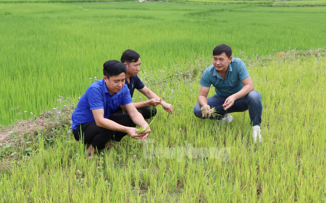 Chính quyền xã Mường Than kiểm tra diện tích lúa bị khô hạn để có phương án kịp thời.