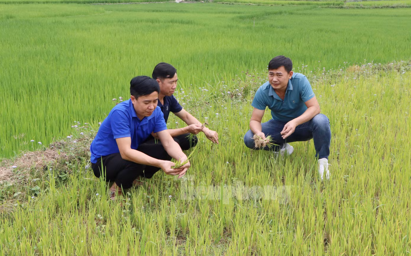 Chính quyền xã Mường Than kiểm tra diện tích lúa bị khô hạn để có phương án kịp thời.