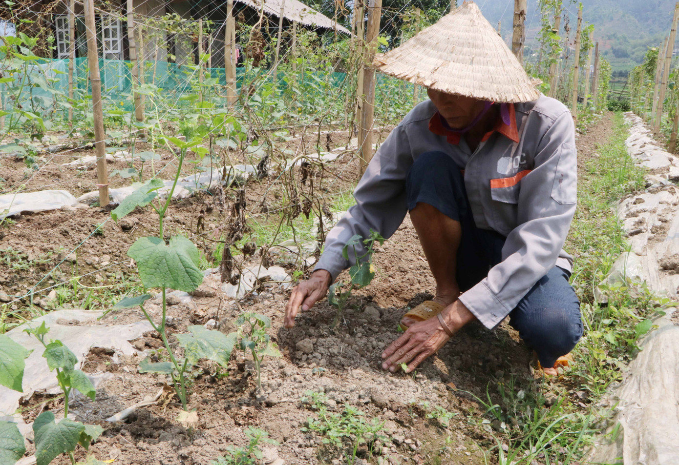 Không chỉ ảnh hưởng đến nước sinh hoạt, các hộ dân ở bản Nà Dân cũng bị thiếu nước sản xuất.