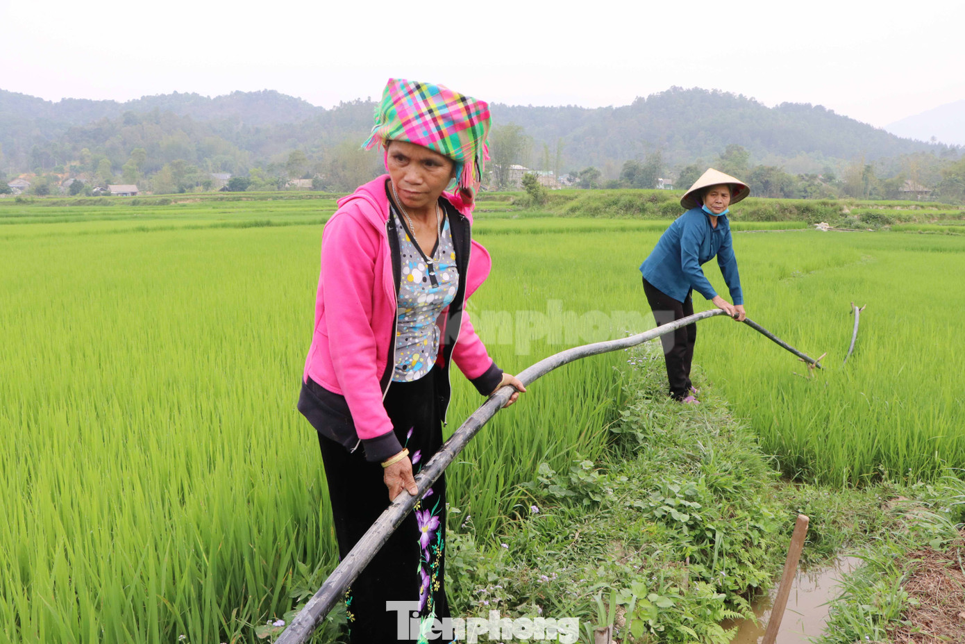 Do khô hạn kéo dài, nông dân xã Mường Than, huyện Than Uyên mua dây dẫn nước vào ruộng.