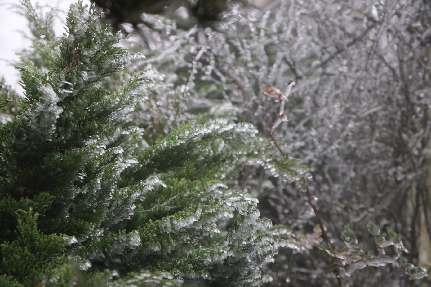 Theo người dân địa phương, nhiệt độ xuống thấp từ đêm 23/1, đến sáng 24/1, các lớp băng bắt đầu dày đặc, bám kết lên các cành cây.