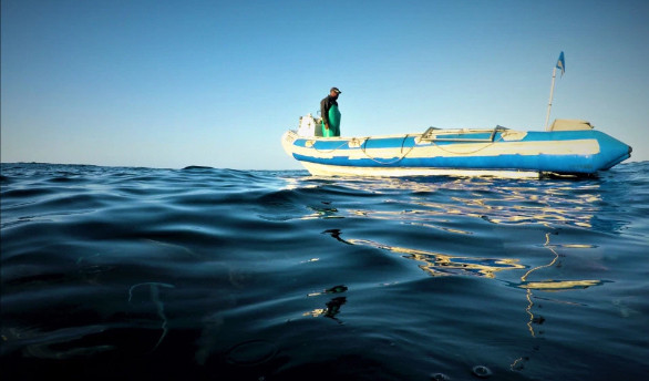 Bức ảnh cá mập vây đen ngoạm nhầm đầu đồng loại vì quá đói gây 'sốt' ảnh 8