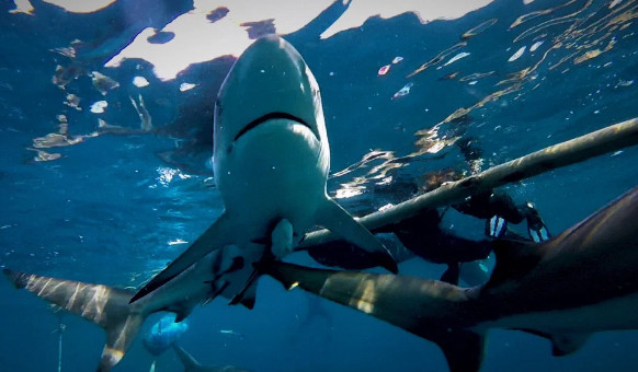 Bức ảnh cá mập vây đen ngoạm nhầm đầu đồng loại vì quá đói gây 'sốt' ảnh 5