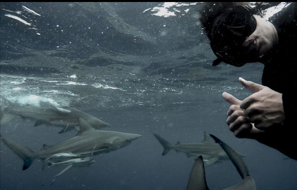 Bức ảnh cá mập vây đen ngoạm nhầm đầu đồng loại vì quá đói gây 'sốt' ảnh 3