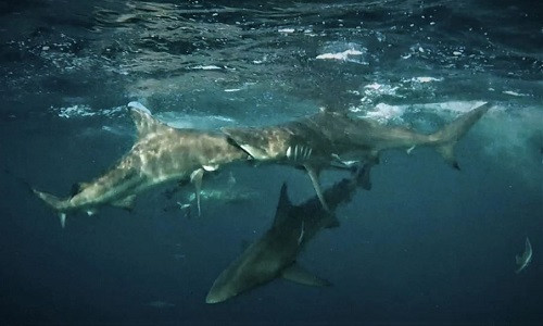 Bức ảnh cá mập vây đen ngoạm nhầm đầu đồng loại vì quá đói gây 'sốt' ảnh 4