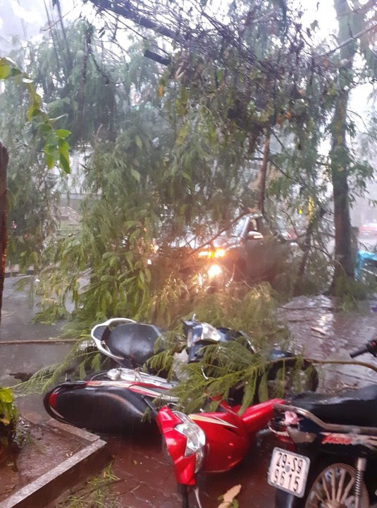 Hà Nội mưa như trút nước, gió quật đổ hàng loạt cây xanh ảnh 10