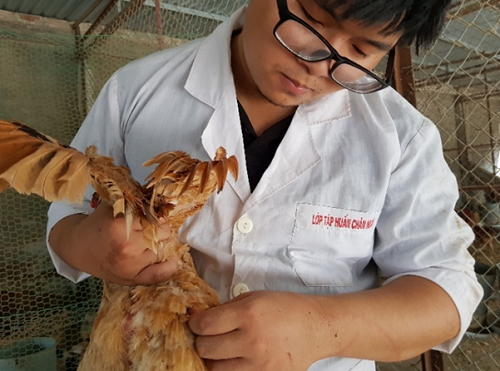 Khóa luận về gà của 9X Việt được trích đăng trên tạp chí ISI ảnh 2