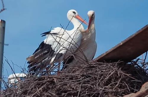 Cò đực bay 14 000 km suốt 17 năm để về gặp cò cái bị gãy cánh gây xúc động ảnh 1