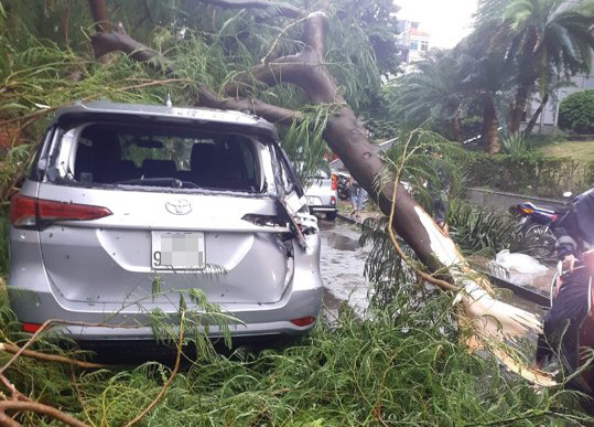 Bị cây si cổ thụ đổ trúng người, nam thanh niên tử vong tại chỗ ảnh 1