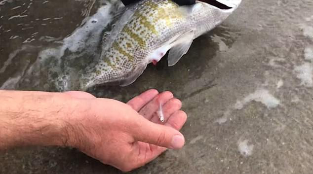 Chiêm ngưỡng 'quái vật' Gozilla của biển cả ảnh 6