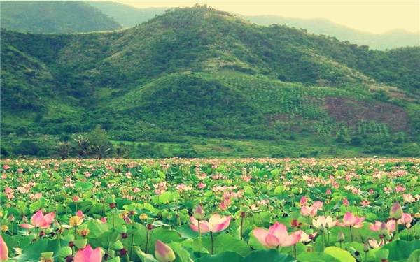 Những đầm sen tuyệt đẹp quanh Hà Nội nhất định phải check-in một lần ảnh 8