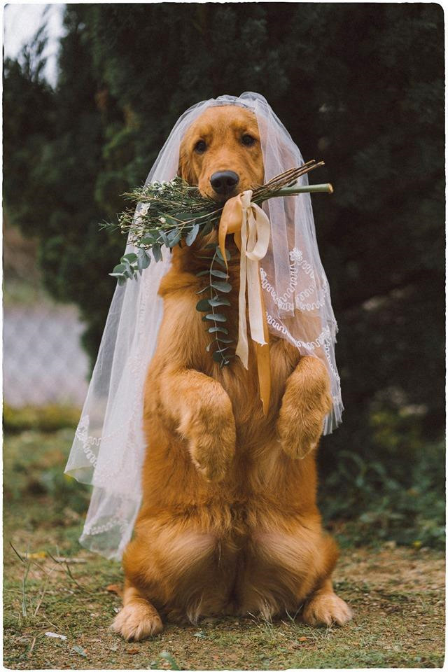 Chưa có người yêu, chàng trai đành chụp ảnh với chó cưng ảnh 6