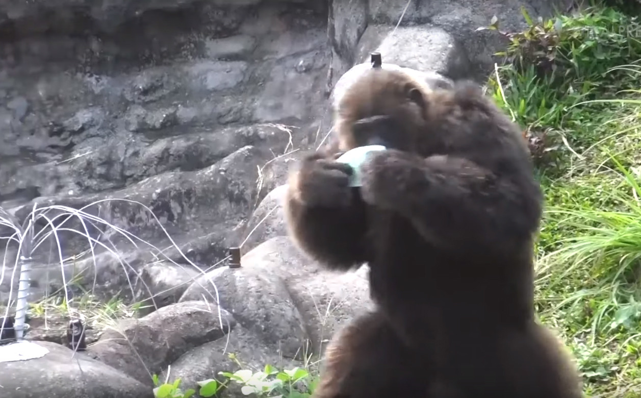 Sở thú Thái Lan phát khẩu trang cho đười ươi và tinh tinh để tránh khói bụi ảnh 1