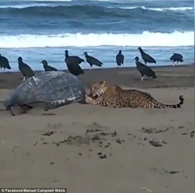 Bất ngờ với cảnh báo đốm ăn thịt rùa lớn nhất thế giới ảnh 1