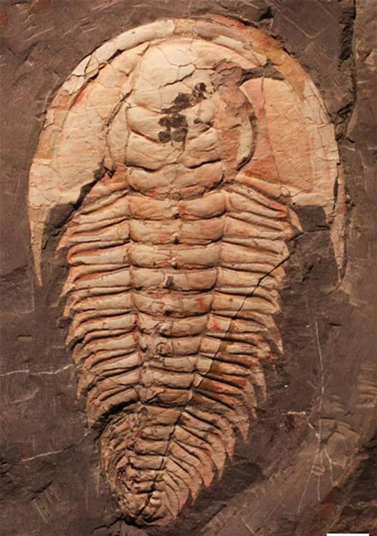 Phát hiện loài 'bọ bạo chúa' có kích thước khổng lồ cách đây 500 triệu năm ảnh 5