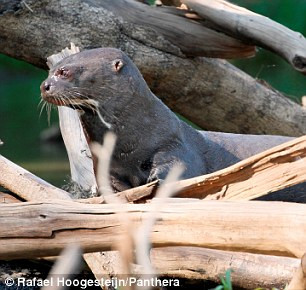 Bất ngờ với loài vật được mệnh danh là 'báo nước' khiến báo đốm bỏ chạy khi gặp ảnh 4
