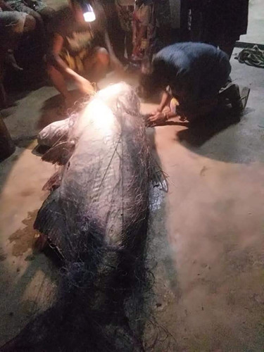 Ngư dân Thái Lan bắt được cá nheo khổng lồ đã 'thành tinh' ảnh 5