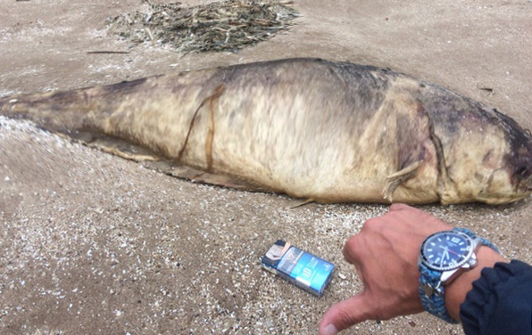 Kinh hoàng phát hiện cá trê khổng lồ với hằm răng sắc nhọn dạt bờ sông ảnh 2