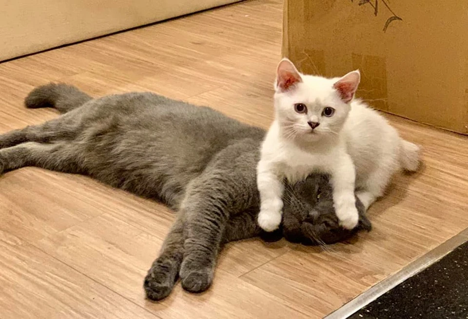 Cuộc sống độc thân ở tuổi 41 của MC Đại Nghĩa ảnh 10