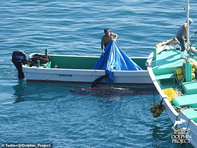 Rơi nước mắt cảnh cá voi mẹ cả đêm 'an ủi' đàn con trước khi bị giết lấy thịt ảnh 5
