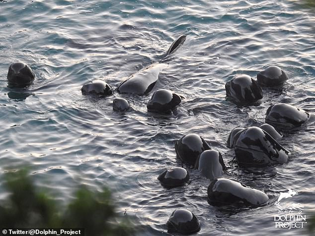 Rơi nước mắt cảnh cá voi mẹ cả đêm 'an ủi' đàn con trước khi bị giết lấy thịt ảnh 4