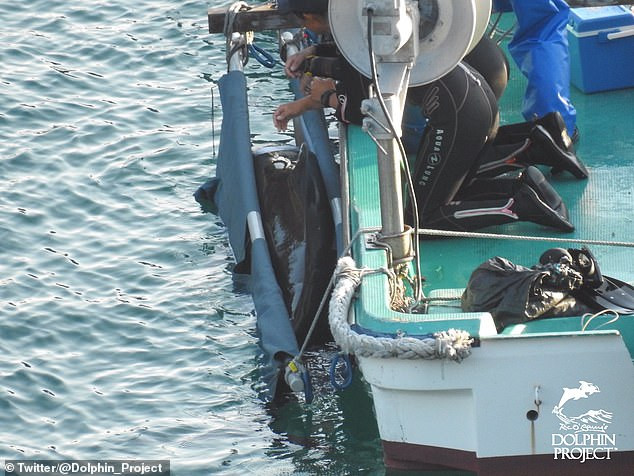 Rơi nước mắt cảnh cá voi mẹ cả đêm 'an ủi' đàn con trước khi bị giết lấy thịt ảnh 6