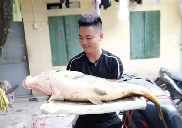 Bắt được con cá chép 20kg, sang tay ngay chục triệu đồng ảnh 2