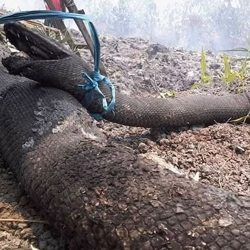 Phát sốc với hình ảnh 'mãng xà' lớn như thân cây bị chết vì cháy rừng ảnh 2