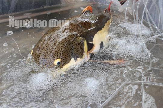 Lão nông Bạc Liêu sở hữu 'thủy quái' vùng Amazon nặng 15 kg ảnh 3