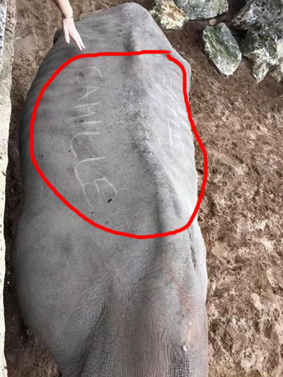 Phẫn nộ với hình ảnh tê giác bị du khách dùng móng tay khắc tên lên lưng ảnh 3