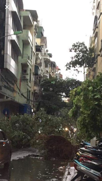 Hà Nội mưa như trút nước, gió quật đổ hàng loạt cây xanh ảnh 2