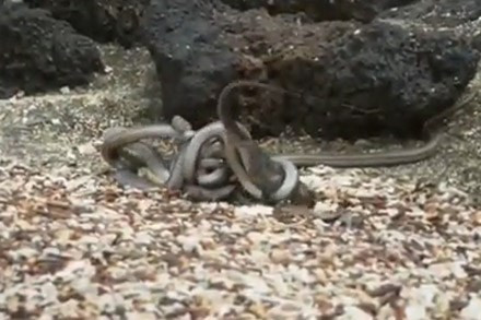 Kinh hoàng khoảnh khắc kì nhông bị đàn rắn 'khủng' lớn rượt đuổi ảnh 6