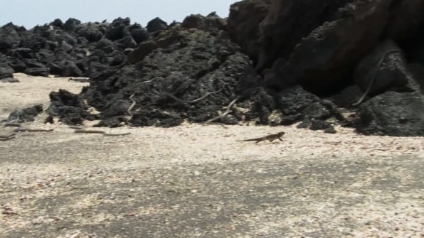 Kinh hoàng khoảnh khắc kì nhông bị đàn rắn 'khủng' lớn rượt đuổi ảnh 4