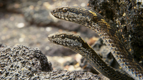 Kinh hoàng khoảnh khắc kì nhông bị đàn rắn 'khủng' lớn rượt đuổi ảnh 5