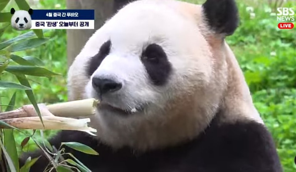 Những hình ảnh trong ngày đầu đi làm ở Trung Quốc của Fubao chỉ toàn là... ăn.