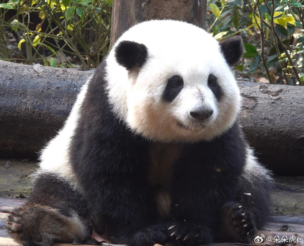 Hoa Hoa nổi tiếng vì thân hình đáng yêu và tính cách hiền lành.