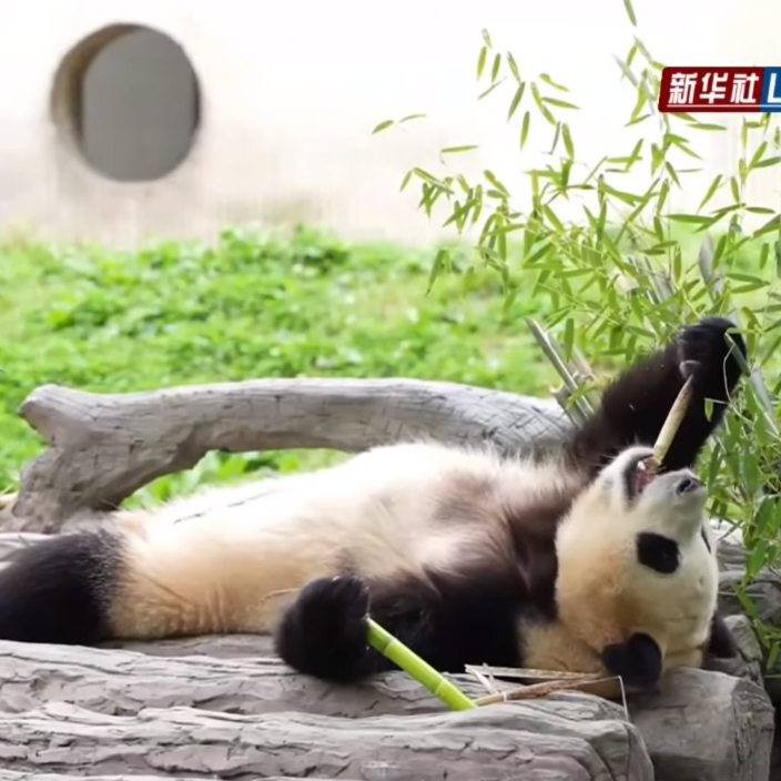 Không chỉ ngồi ăn, "công chúa" còn thoải mái nằm ra khiến fan cười ngất.