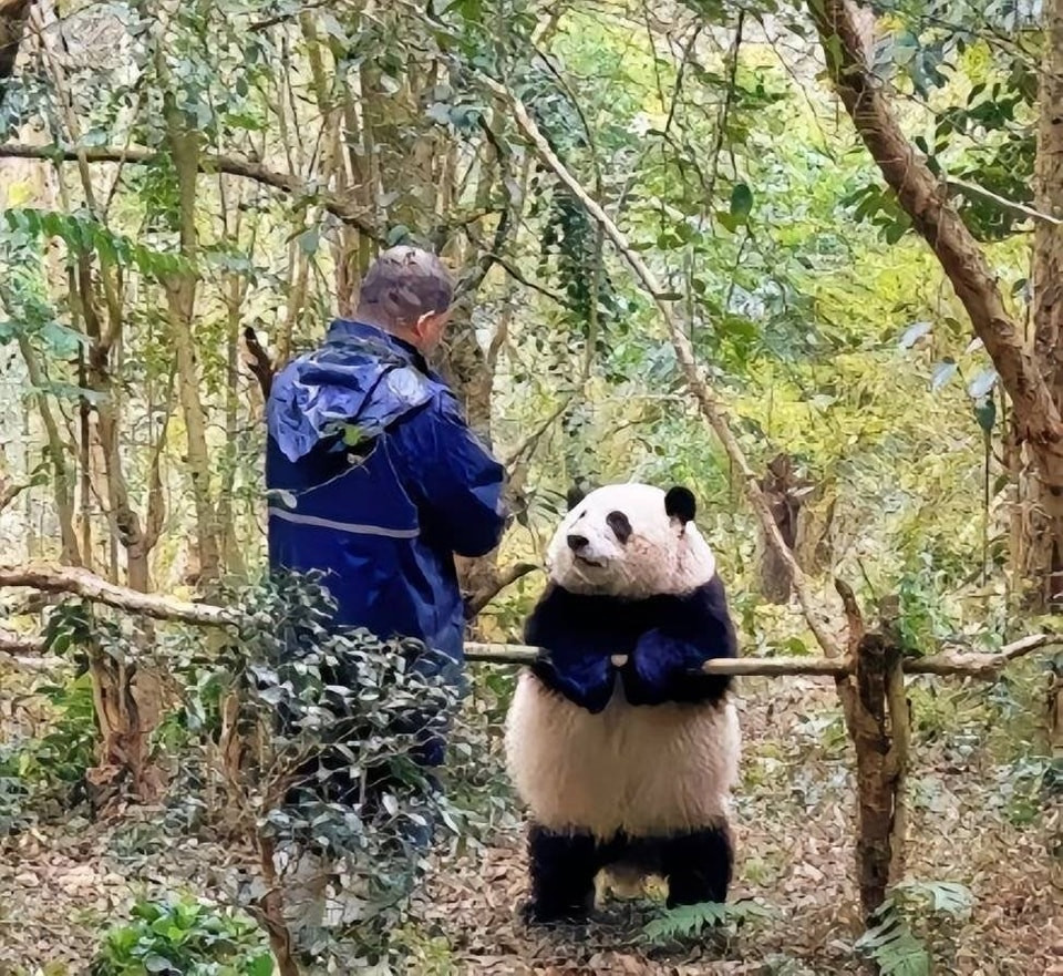 Các khung cảnh thường ngày giữa Hoa Hoa và &quot;ông nội&quot; Đàm - người chăm sóc chính cho bé gấu cũng thường gây bão mạng vì độ hài hước và đáng yêu.